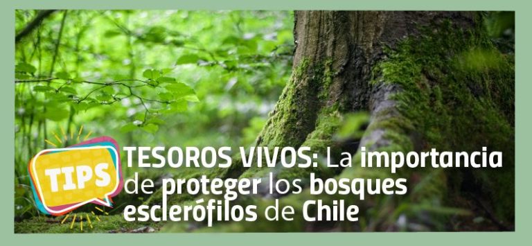 Tesoros Vivos La Importancia De Proteger Los Bosques Escler Filos De