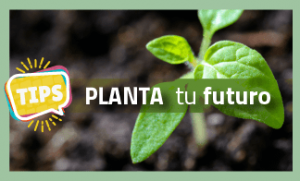 Planta tu futuro