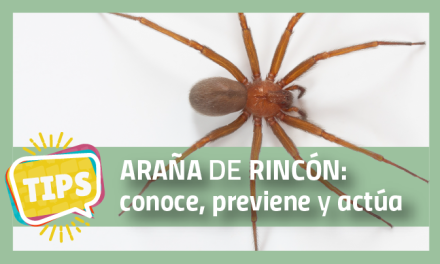 Araña de Rincón: conoce, previene y actúa