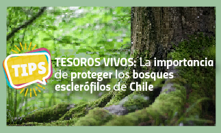 Tesoros vivos: La importancia de proteger los bosques esclerófilos de Chile
