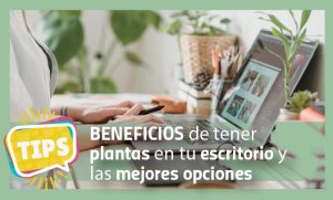 Beneficios de tener plantas en tu escritorio y las mejores opciones